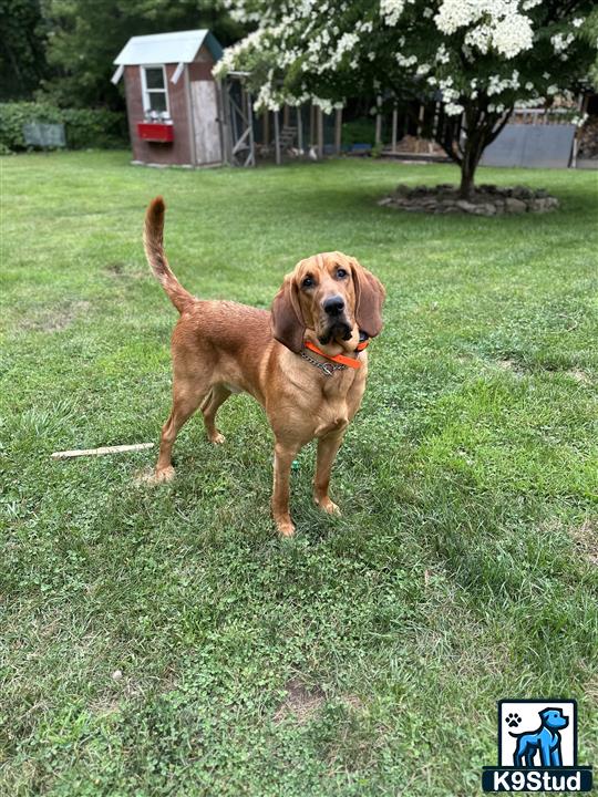 a bloodhound dog standing in a grassy area