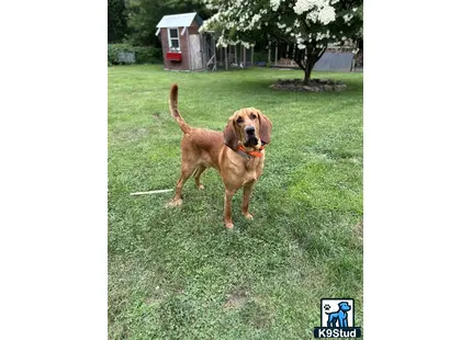 a bloodhound dog standing in a grassy area