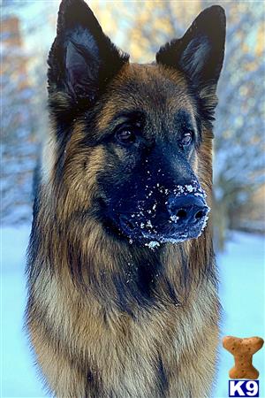 a german shepherd dog with snow on its face