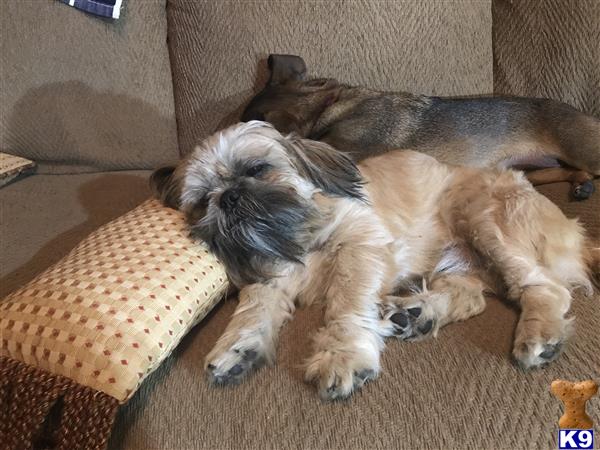 a couple of shih tzu dogs lying on a couch