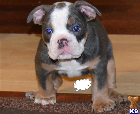 a english bulldog puppy with blue eyes