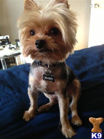 a yorkshire terrier dog sitting on a bed