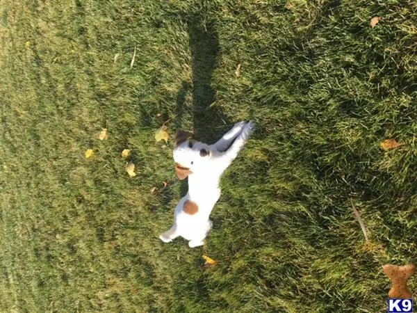a jack russell terrier dog in a grassy area