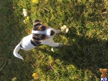 Jack Russell Terrier Puppies For Sale In Utah