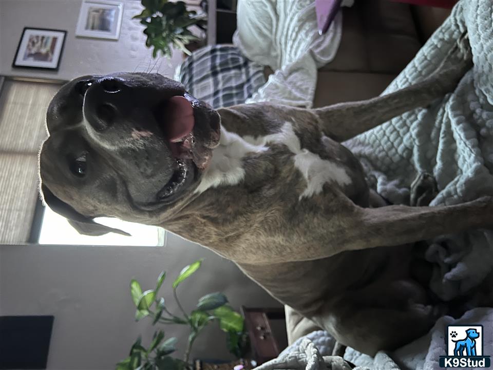 a american bandogge mastiff dog standing on a persons lap