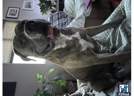 a american bandogge mastiff dog standing on a persons lap