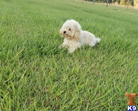 a poodle dog lying in the grass