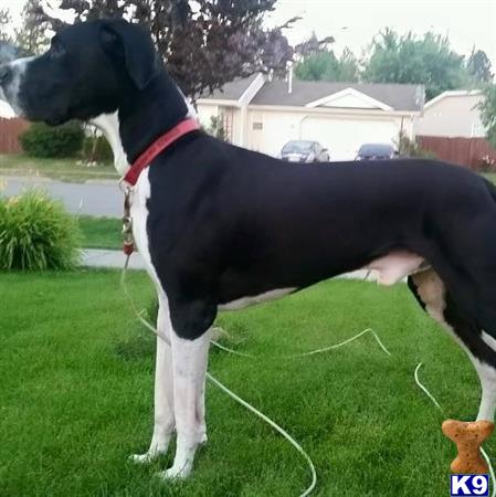 a great dane dog standing on grass