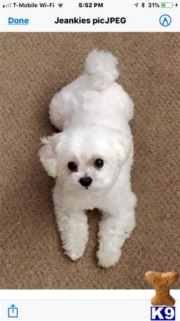 a white maltese dog wearing a white hat