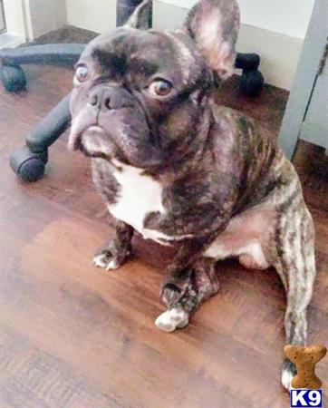 a french bulldog dog with a stuffed animal on its head