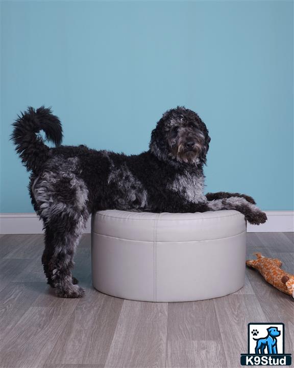 a goldendoodles dog sitting in a bowl