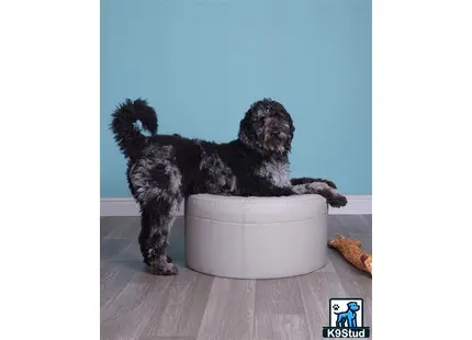 a goldendoodles dog sitting in a bowl