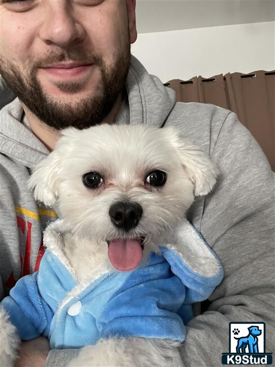 a man holding a maltese dog