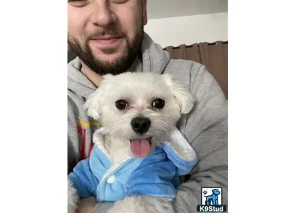 a man holding a maltese dog