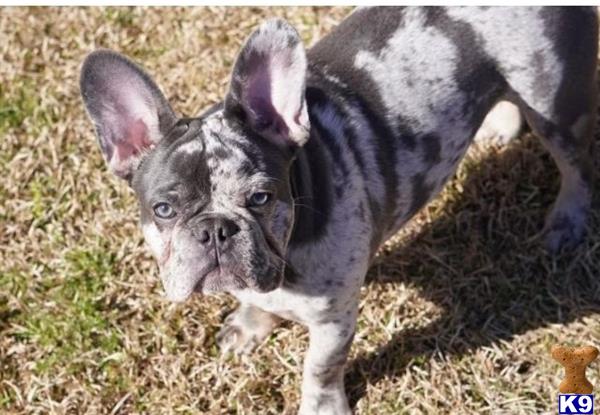 a french bulldog dog standing on grass