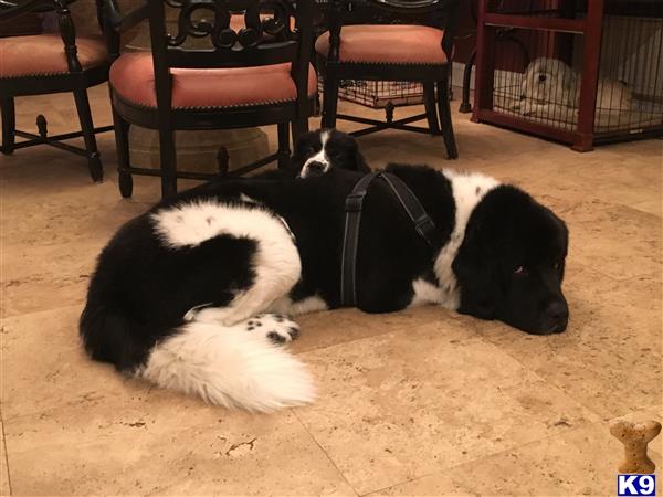a newfoundland dog and a cat lying on the floor