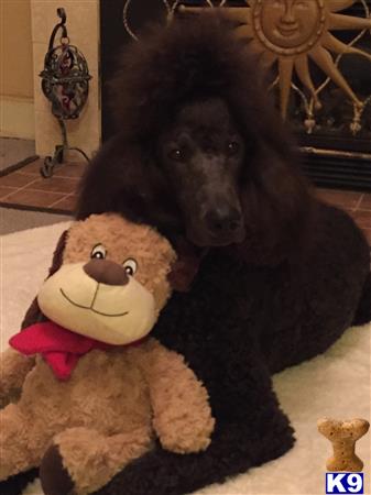 a black poodle dog sitting next to a stuffed animal