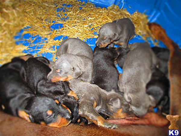 a group of doberman pinscher puppies sleeping together