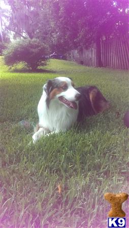 a australian shepherd dog sitting in a grassy area