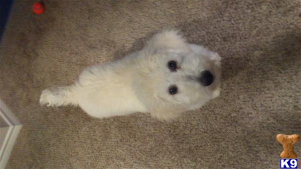 a white poodle dog lying on the floor