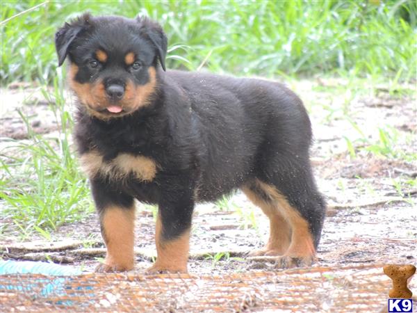 a rottweiler dog standing on a path