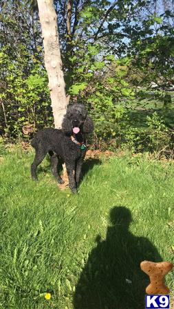 a poodle dog standing on grass near a tree and a persons shadow