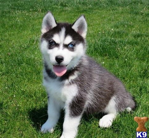 Siberian Husky Puppy for Sale: Lilly/Max 4 Months old