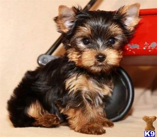 a yorkshire terrier dog sitting in a chair