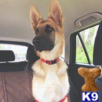 a german shepherd dog sitting in a car