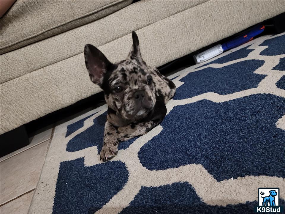 a french bulldog dog lying on a rug