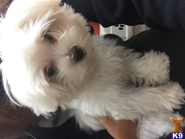 a white maltese dog with a persons hand holding its head