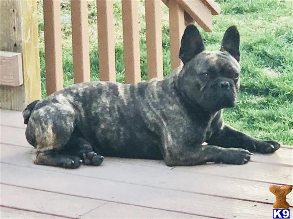 a black french bulldog dog lying on a deck