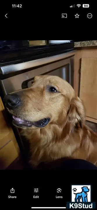 a golden retriever dog with its mouth open