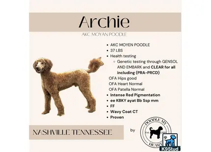 a monkey standing on its hind legs