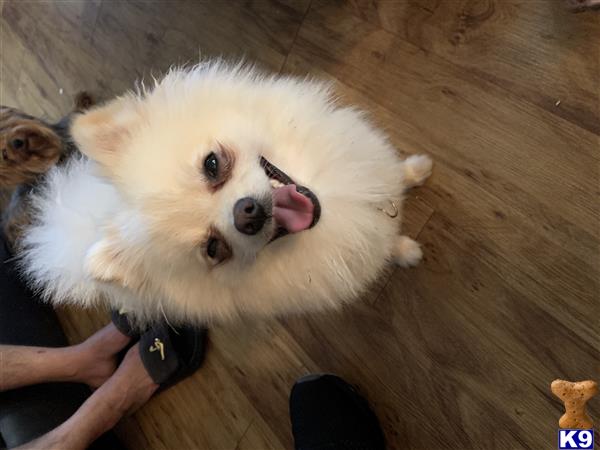 a pomeranian dog licking a persons hand