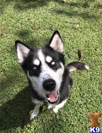 a siberian husky dog sitting in the grass