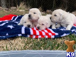 a group of golden retriever puppies on a blanket