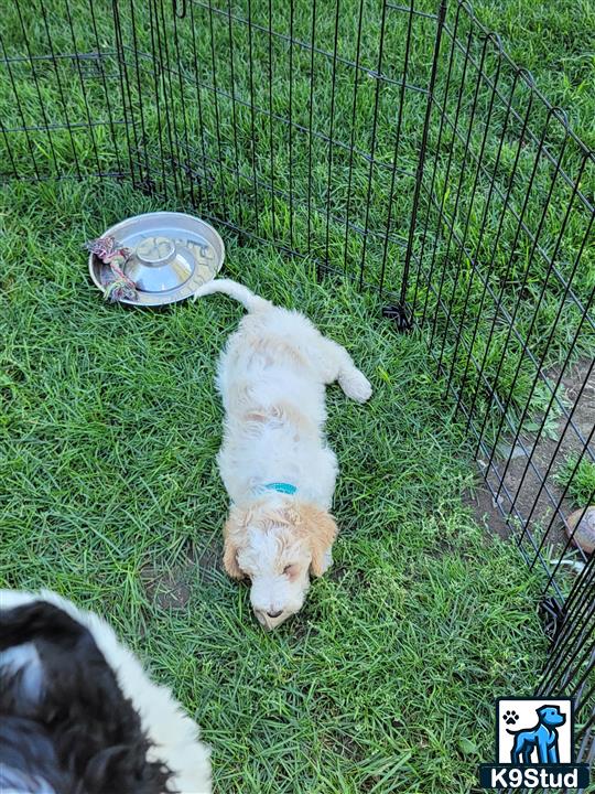 a mixed breed dog lying on grass