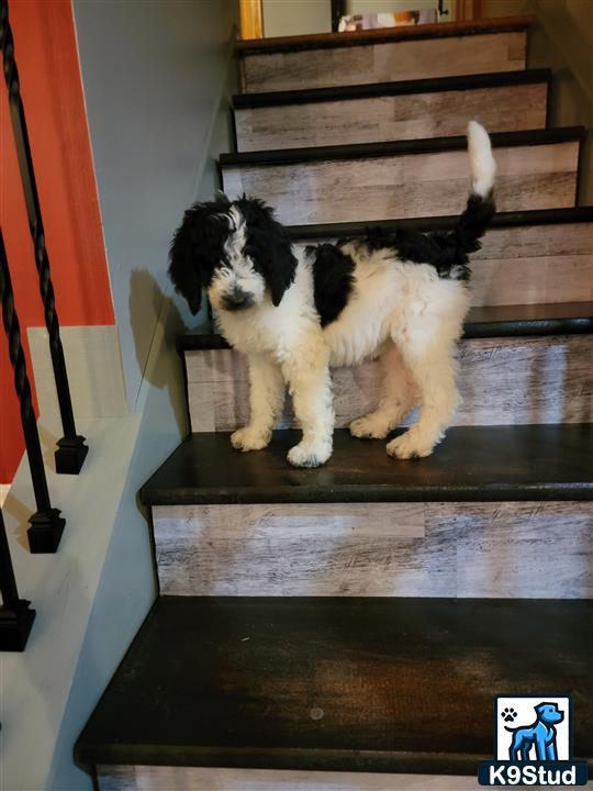 a mixed breed dog standing on a staircase