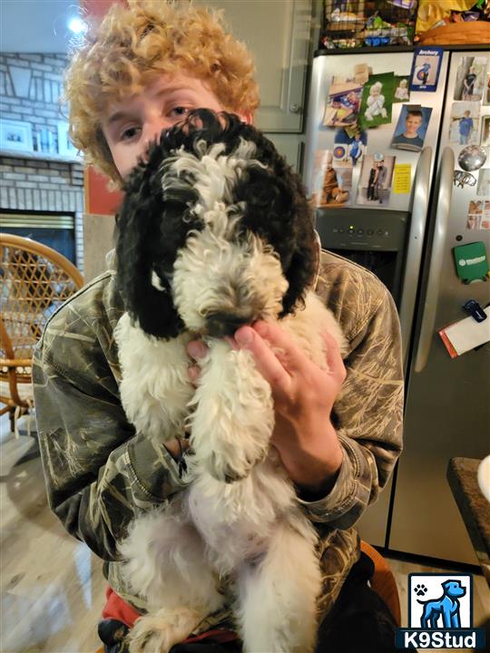 a person holding a mixed breed dog