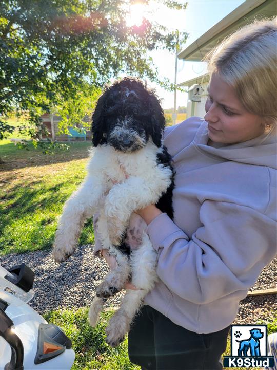 a person holding a mixed breed dog