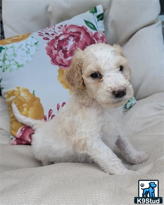 a poodle dog wearing a crown