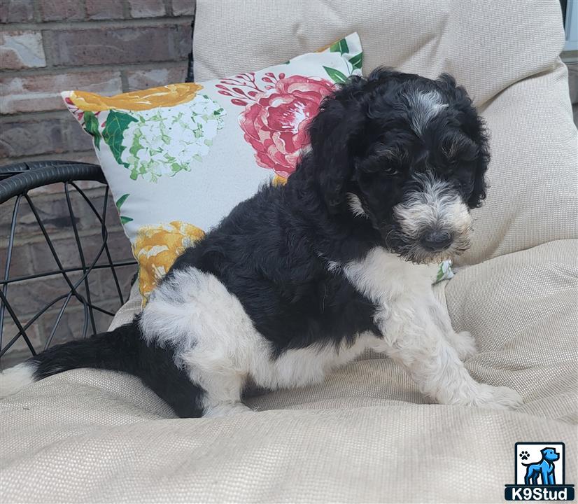 a poodle dog lying on a couch