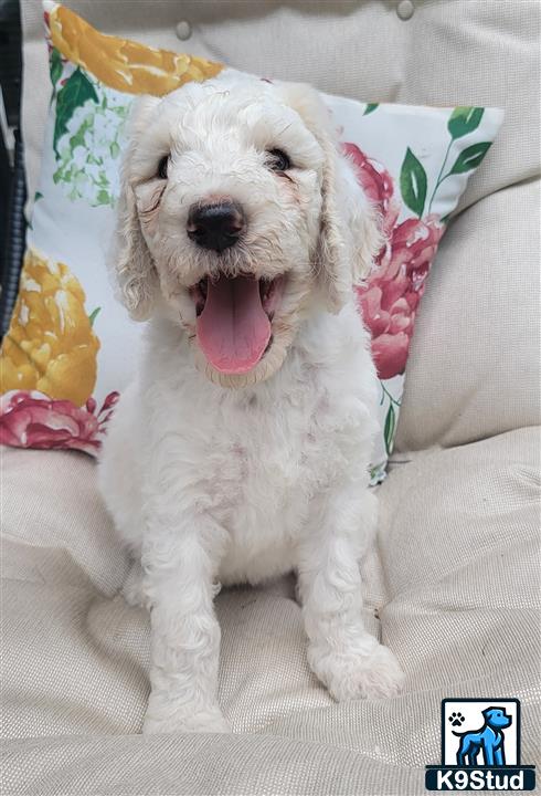 a poodle dog with its tongue out