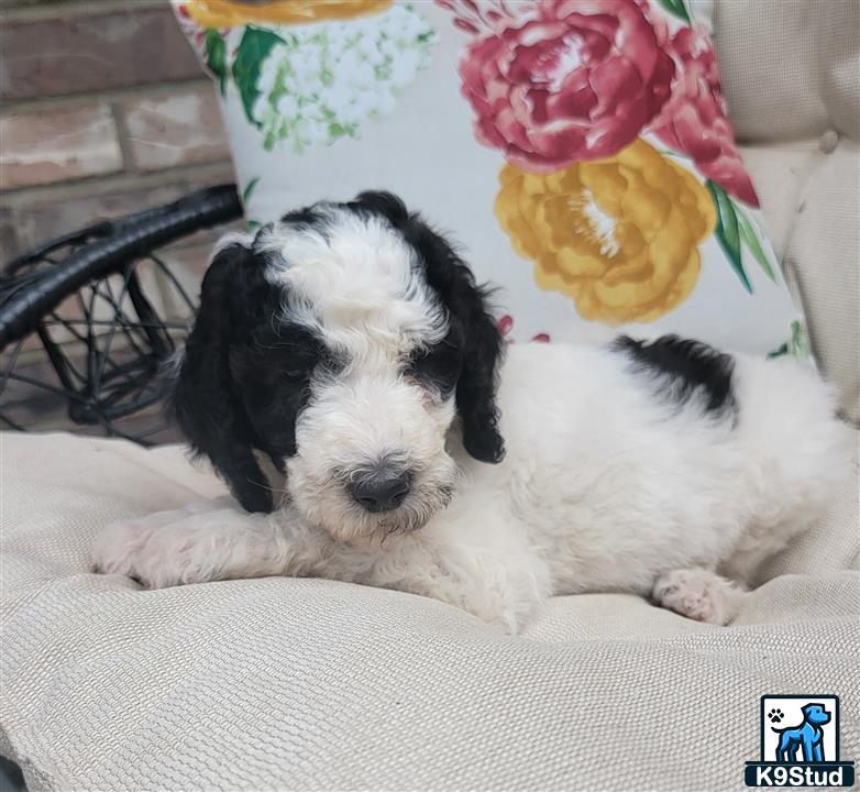 a black and white poodle puppy lying on a white couch with a flower on its head