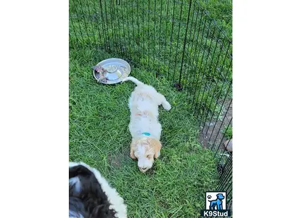 a mixed breed dog lying on grass