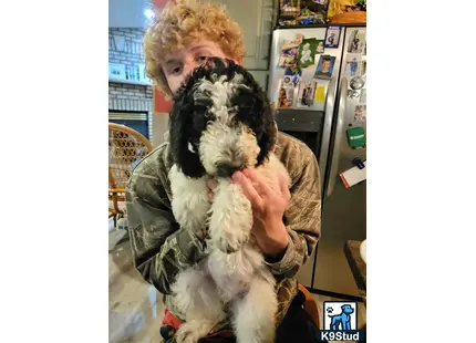 a person holding a mixed breed dog