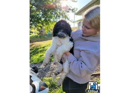 a person holding a mixed breed dog