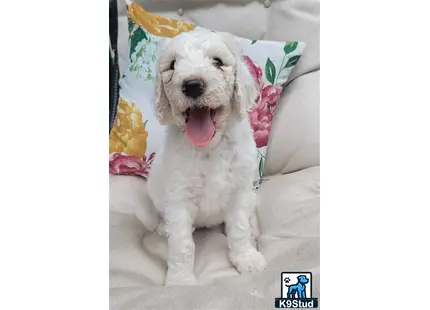 a poodle dog with its tongue out