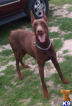 a doberman pinscher dog with a tire on its head